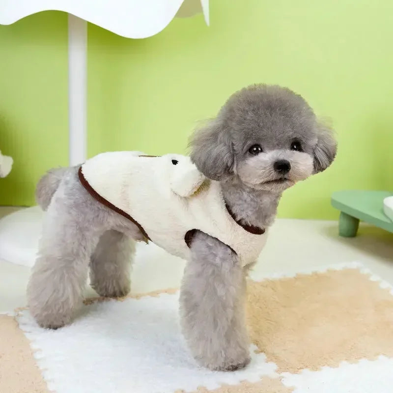 Small gray dog wearing a white sweater in a room with a green wall and white carpet.
